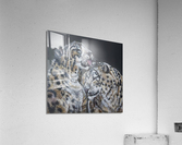 head strokes Acrylic Print