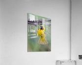 tangle in perch Acrylic Print