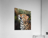 read in fuss Acrylic Print