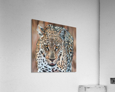 Not jovial Acrylic Print