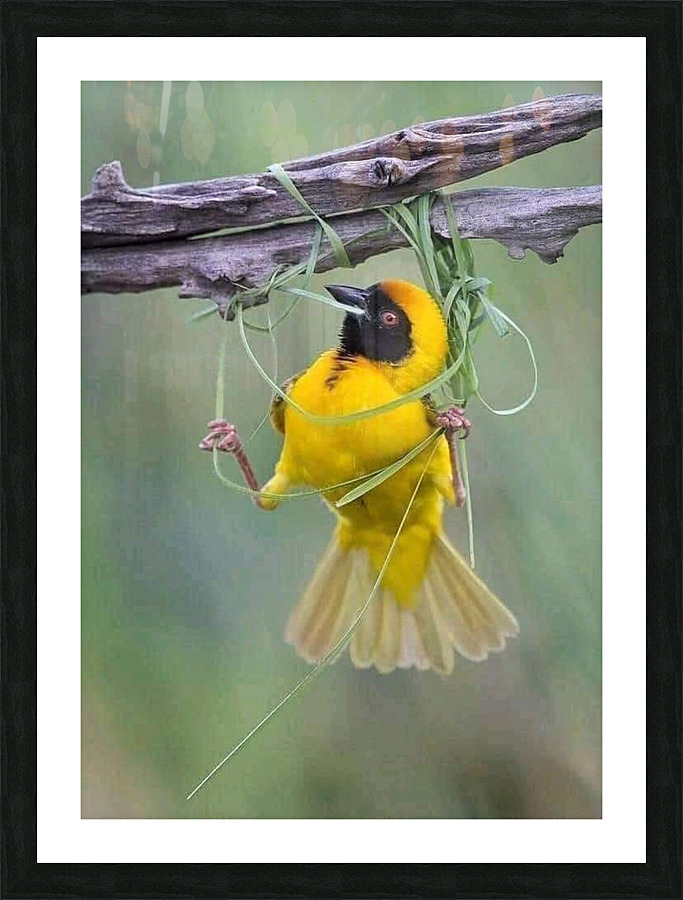tangle in perch Picture Frame print