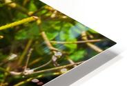 HDR Azalea bud 2 HD Metal print