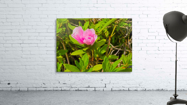 HDR Azalea bud 2 Wall Preview