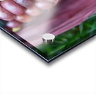 Jewel Corn 2 Acrylic print