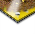 Sunflower Stars Acrylic print