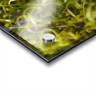 Green Moss Acrylic print