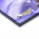 Light Purple Bearded Iris Acrylic print