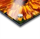 Orange Calendula Flower Acrylic print