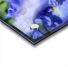 Metoleus Blue Bearded Iris Acrylic print