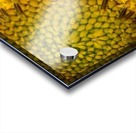 Sunflower Skyscraper Variety Acrylic print