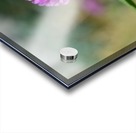 Red Clover Flower Macro Acrylic print