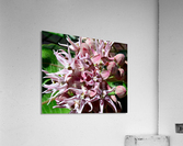 Milkweed Acrylic Print