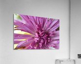 Fuscia-Colored Aster Acrylic Print