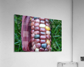 Jewel Corn 2 Acrylic Print