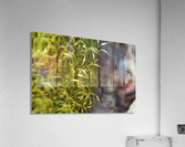 Green Moss Acrylic Print