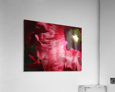 Red Hollyhock Acrylic Print