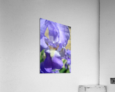 Light Purple Bearded Iris Acrylic Print