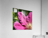 Clematis Comtesse de Bouchaud Acrylic Print
