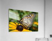 Monarch Butterfly Acrylic Print