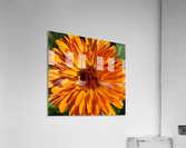 Orange Calendula Flower Acrylic Print