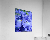 Metoleus Blue Bearded Iris Acrylic Print