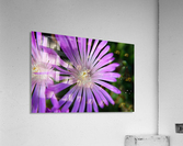 Ice Plant macro Acrylic Print
