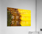 Sunflower American Giant variety macro Acrylic Print