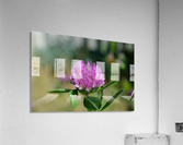 Red Clover Flower Macro Acrylic Print