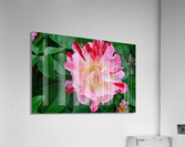 George Burns Floribunda Rose Acrylic Print