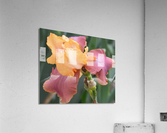 Adobe Rose Bearded Iris Acrylic Print