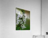 Chocolate Mint Flowers Macro Acrylic Print