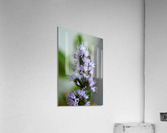 Peppermint Flowers Macro Acrylic Print