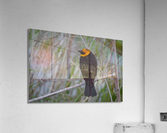 Yellow Headed Blackbird Acrylic Print