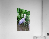 Blue heron standing in a pond Acrylic Print