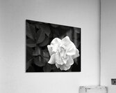 Elegant White Rose in Monochrome Acrylic Print