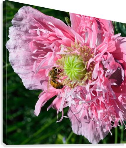 Poppy Peony with Bee Canvas Print