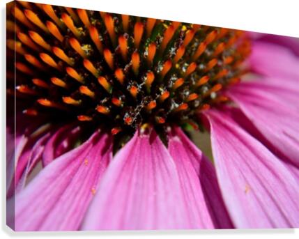 Purple Coneflower Canvas Print