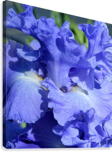 Metoleus Blue Bearded Iris Canvas Print