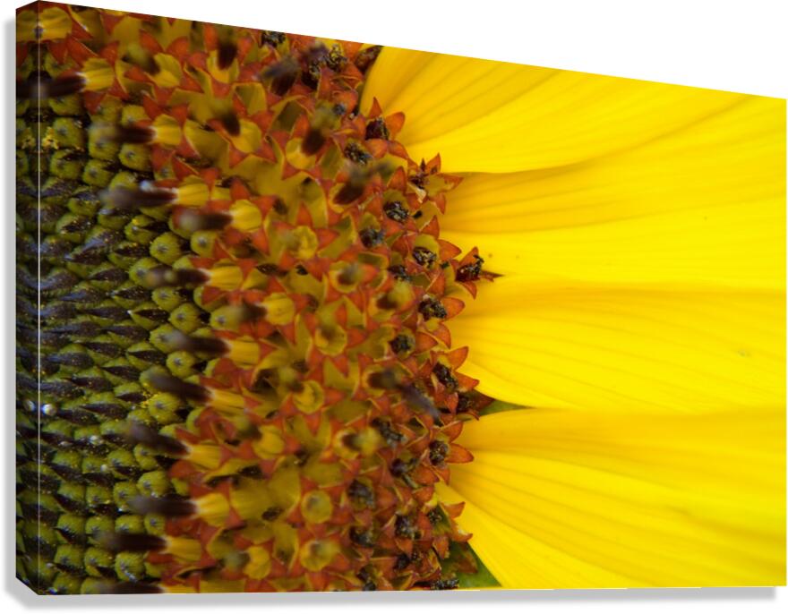 Sunflower American Giant variety macro Canvas Print