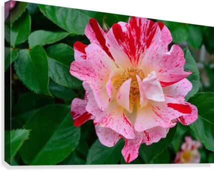 George Burns Floribunda Rose Canvas Print