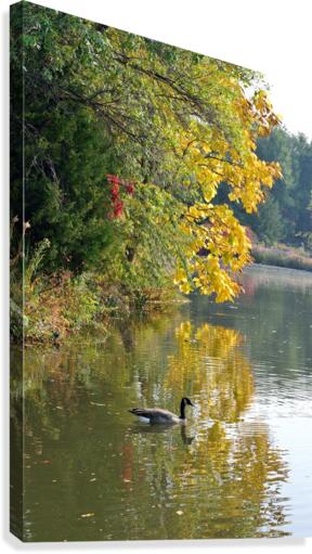 Canadian Goose Autumn Pond Reflections Canvas Print