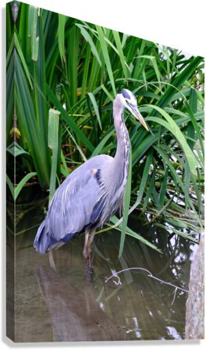 Blue heron standing in a pond Canvas Print