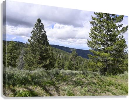 Boise National Forest 1 Canvas Print