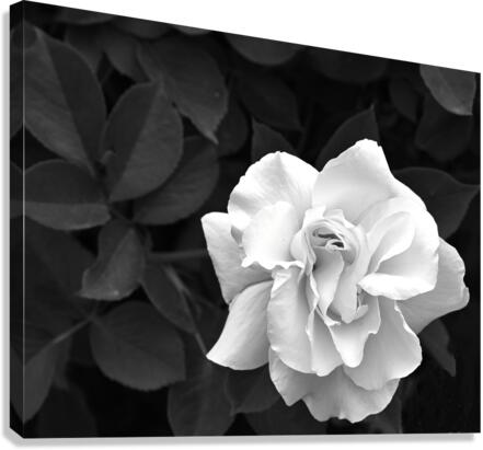 Elegant White Rose in Monochrome Canvas Print