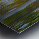 Birch Trees Autumn Metal print