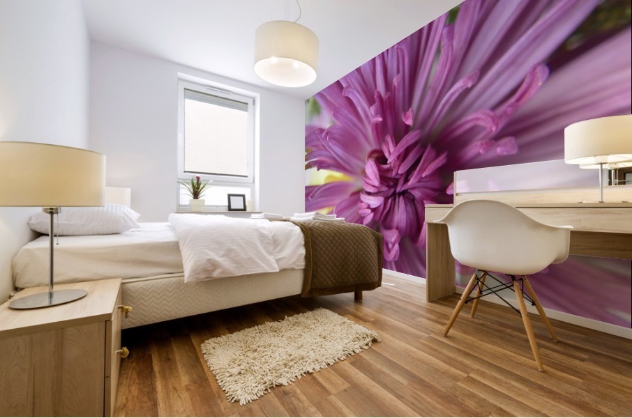 Fuscia-Colored Aster Mural print