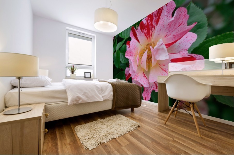 George Burns Floribunda Rose Mural print