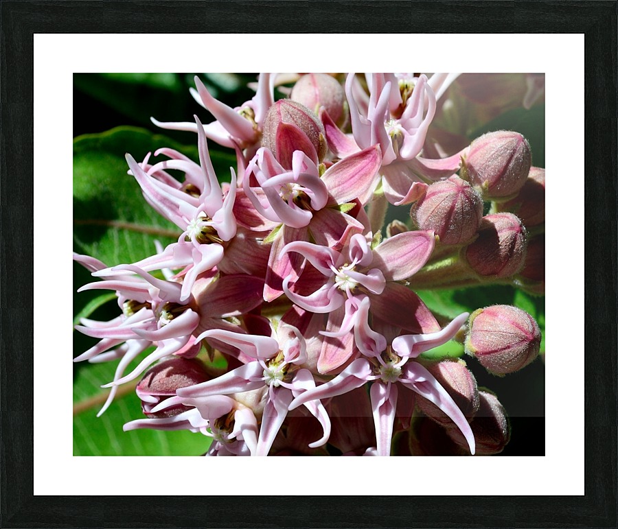 Milkweed Picture Frame print