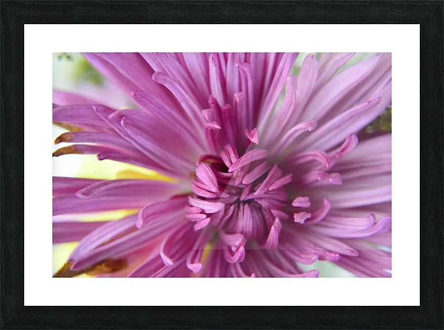 Fuscia-Colored Aster Picture Frame print