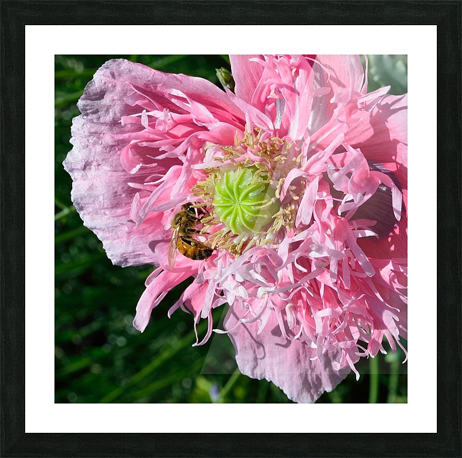 Poppy Peony with Bee Picture Frame print